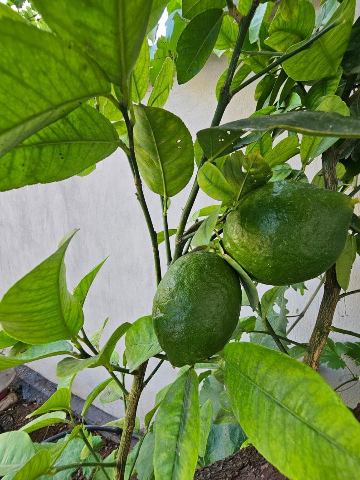 Hostel Lemon House